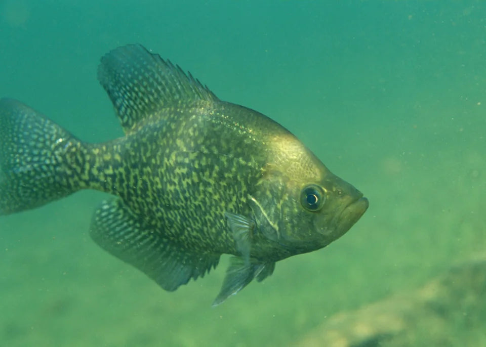 Black crappie swimming underwater with its speckled fins spread