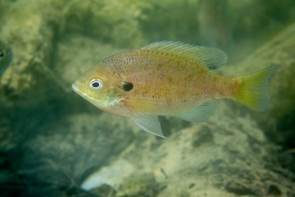 Bluegill sunfish swimming above rocks underwater