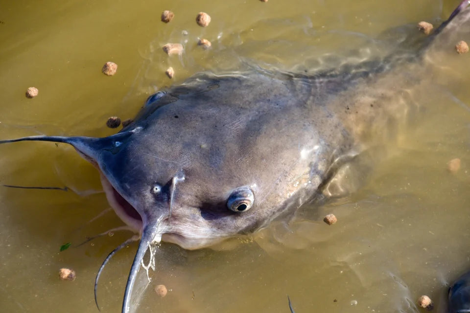 Channel catfish swimming in the broodstock pond at Inks Dam National Fish Hatchery