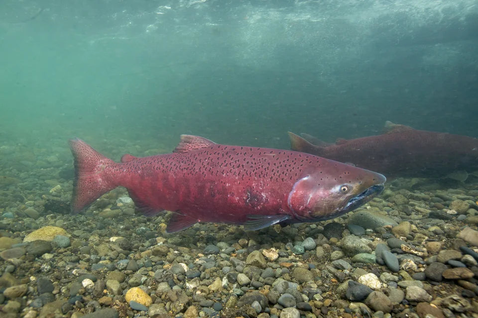 Chinook salmon swimming over gravel in a river