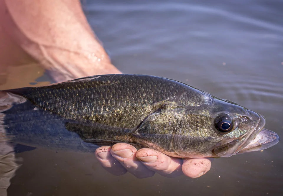 Largemouth bass held at the surface of the water
