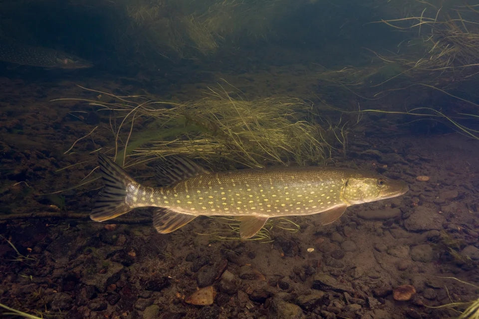 Northern pike underwater in the Andreafsky River