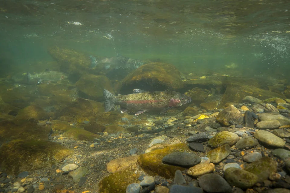 Rainbow trout swimming above a rocky streambed