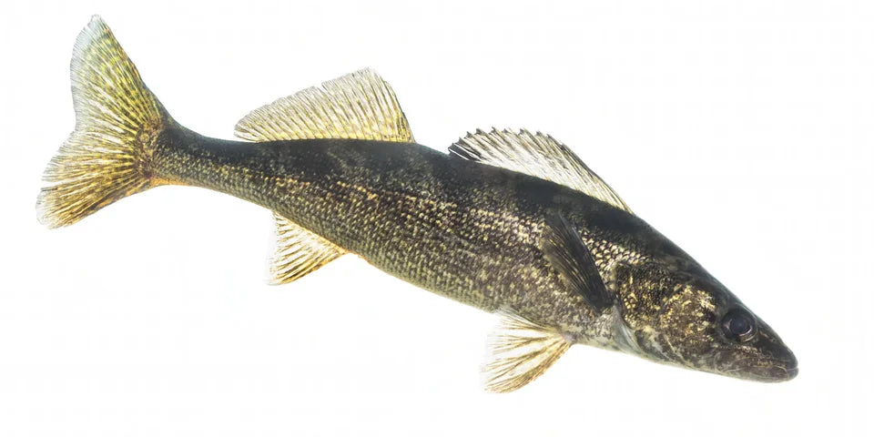 Walleye with mottled gold sides and two dorsal fins